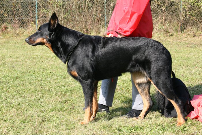 Birmane De Montclea (11)